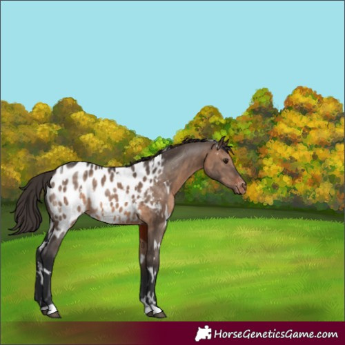 Horse Color:White Spotted Brown Dun Appaloosa 