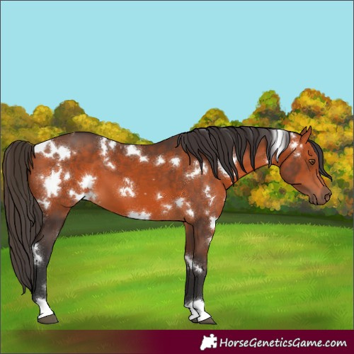 Horse Color:White Spotted Bay 