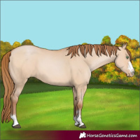 Horse Color:Bay Pearl Dun 