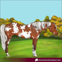 Horse Color:White Spotted Silver Brown