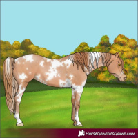 Horse Color:White Spotted Bay Pearl 