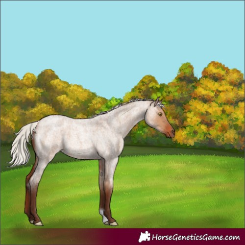 Horse Color:Silver Bay Roan Dun