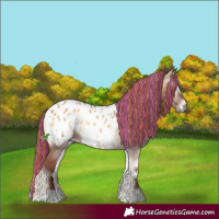 Horse Color:Gray Painted Red Dun Onyx Appaloosa 