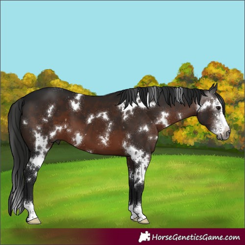 Horse Color:Gray White Spotted Brown Sabino 