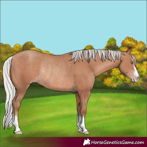Horse Color:Silver Sable Champagne Rabicano