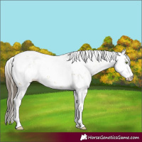Horse Color:Sable Cream Champagne Sabino 