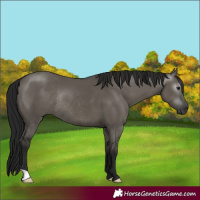 Horse Color:Gray Smoky Grullo Rabicano 