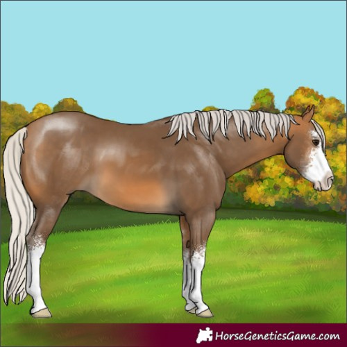 Horse Color:Silver Buckskin Sabino 