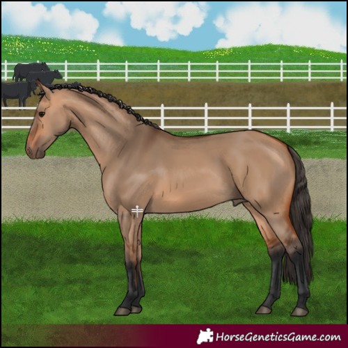 Horse Color:Bay Dun 