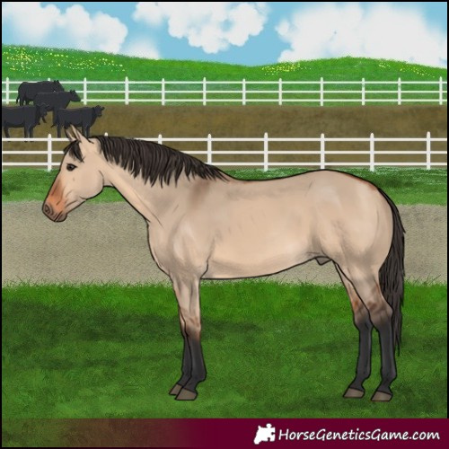 Horse Color:Bay Dun 