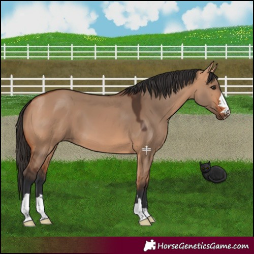 Horse Color:Bay Dun 
