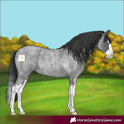 Horse Color:Blue Roan Splash 