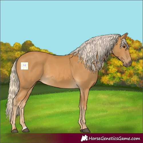 Horse Color:Palomino 