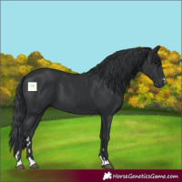 Horse Color:Black 