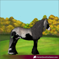 Horse Color:Blue Onyx Sabino Splash