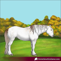 Horse Color:Gray Gold Champagne Dun Tobiano Frame