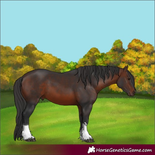 Horse Color:Brown Tobiano 