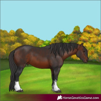 Horse Color:Brown Tobiano