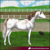 Horse Color:White Spotted Red Dun Sabino Splash 