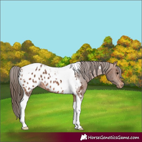 Horse Color:Bay Tobiano Appaloosa 
