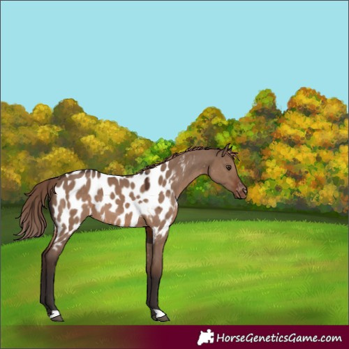 Horse Color:Liver Red Dun Appaloosa 