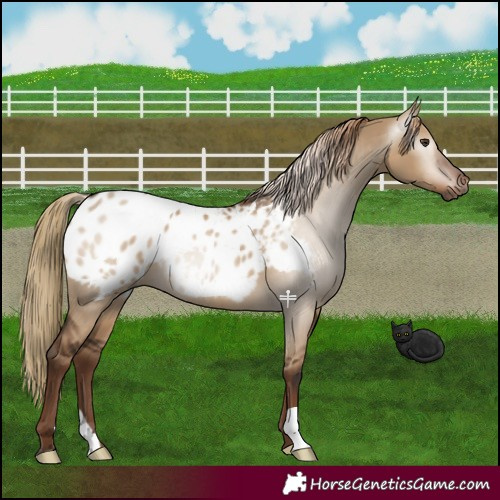 Horse Color:Gray Liver Red Dun Blanket 