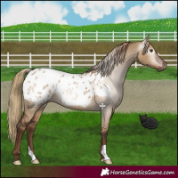 Horse Color:Gray Liver Red Dun Appaloosa 