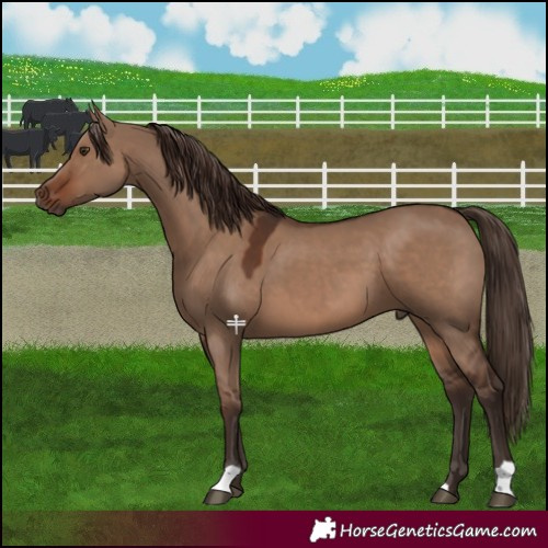Horse Color:Liver Red Dun 