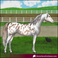 Horse Color:Bay Dun Appaloosa