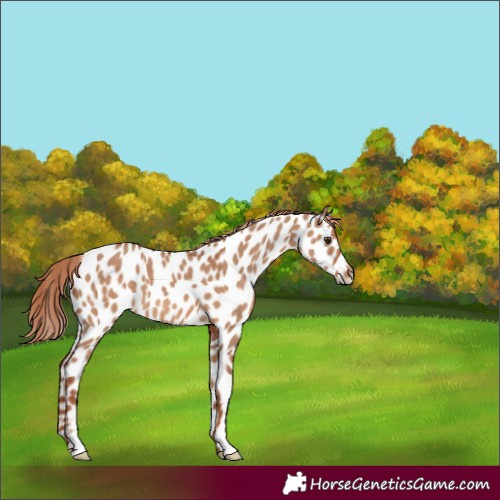 Horse Color:Red Dun Near Leopard 