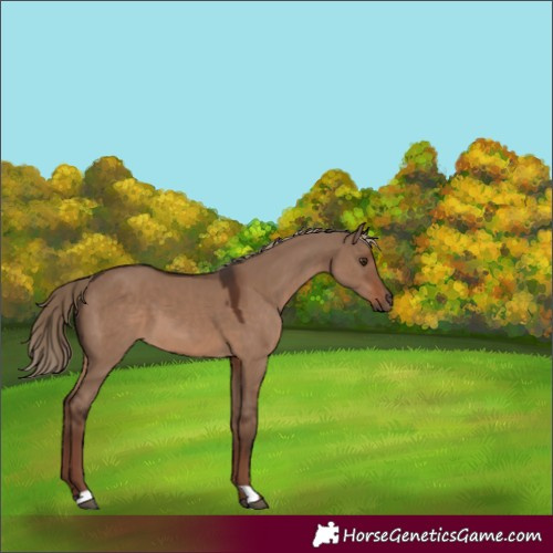 Horse Color:Liver Red Dun 