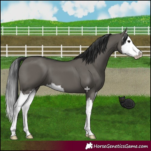 Horse Color:Grullo Splash 