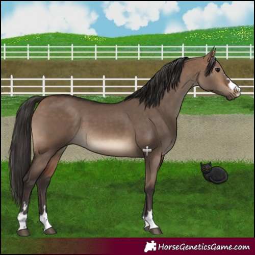 Horse Color:Bay Dun 