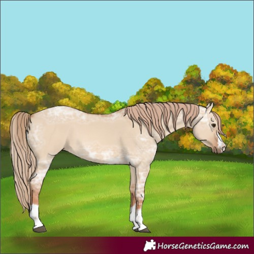Horse Color:Red Dun Ice