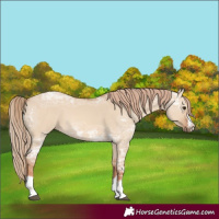 Horse Color:Red Dun Ice 