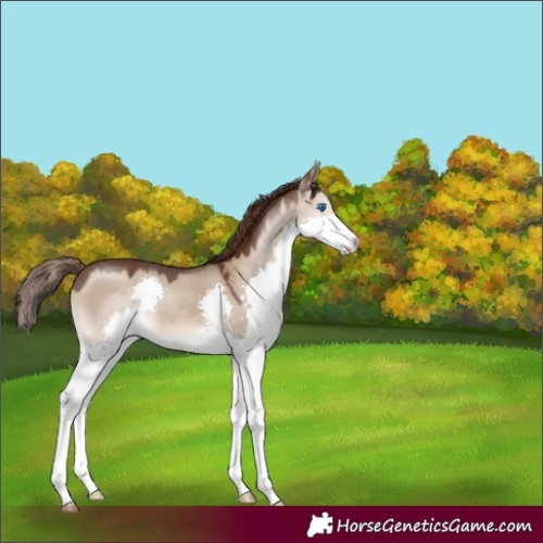 Horse Color:Liver Red Dun Splash 