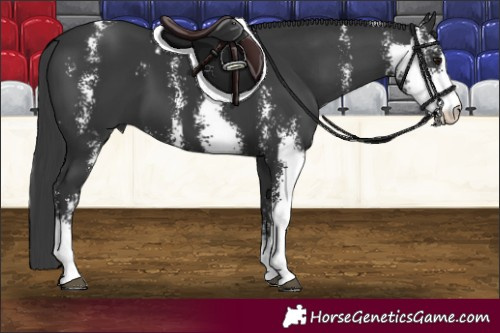 Horse Color:Black Sabino 