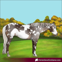 Horse Color:Gray White Spotted Silver Black Frame 