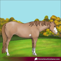 Horse Color:Black Pearl 