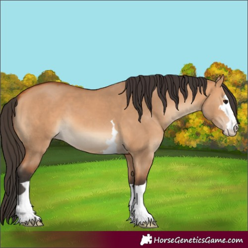 Horse Color:Bay Dun 