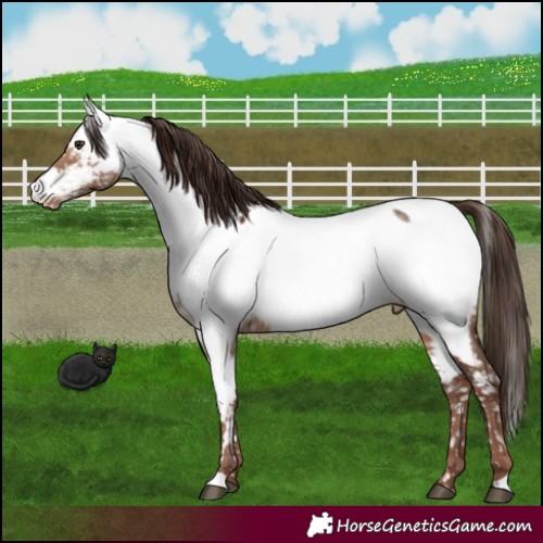 Horse Color:Liver Red Dun Appaloosa Brindle 