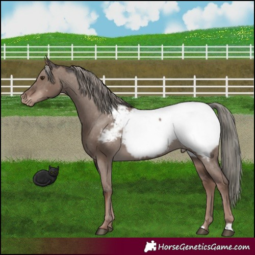 Horse Color:Liver Red Dun Mushroom Appaloosa 