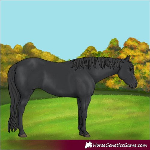 Horse Color:Black 