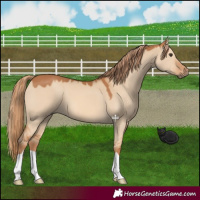 Horse Color:Red Dun 