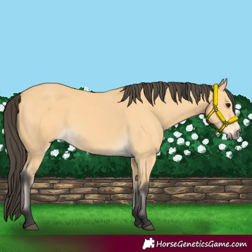 Horse Color:Buckskin 