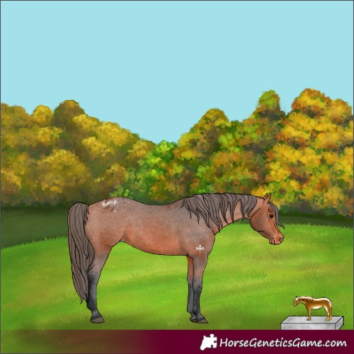 Horse Color:Bay Appaloosa 