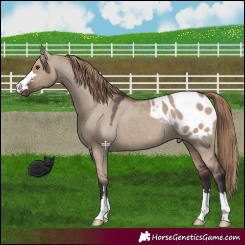 Horse Color:Liver Red Dun Appaloosa 