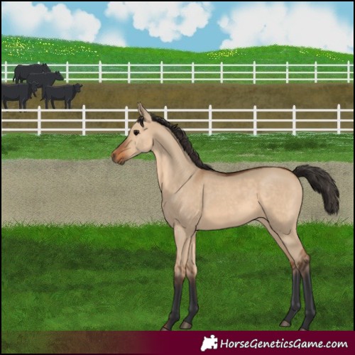 Horse Color:Bay Dun 
