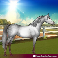Horse Color:Gray Liver Chestnut 