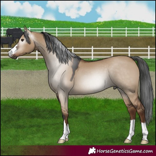 Horse Color:Gray Liver Red Dun 